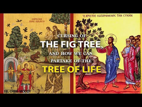 VIDEO: The cursed fig tree and the blessed tree of life
