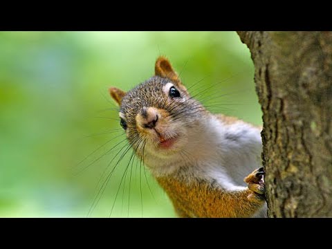 VIDEO: Noetic Squirrels